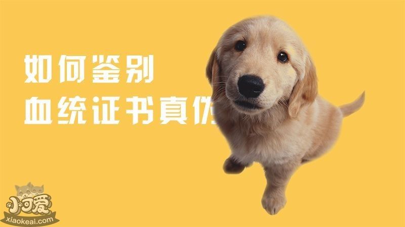 血統(tǒng)證書如何辨別真?zhèn)危浚ㄈ绾舞b別血統(tǒng)證書的真?zhèn)危? title=