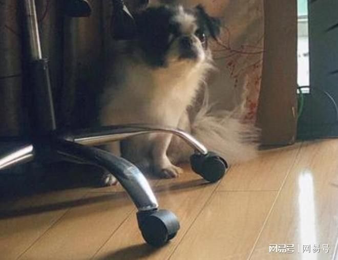 紅龍犬社會(huì)化訓(xùn)練有哪些具體方法（狗狗社會(huì)化訓(xùn)練需要多長(zhǎng)時(shí)間，紅龍犬社會(huì)化訓(xùn)練攻略） 紅龍犬社會(huì)化訓(xùn)練有哪些具體方法（狗狗社會(huì)化訓(xùn)練需要多長(zhǎng)時(shí)間，紅龍犬社會(huì)化訓(xùn)練攻略） 龍魚(yú)百科 第3張