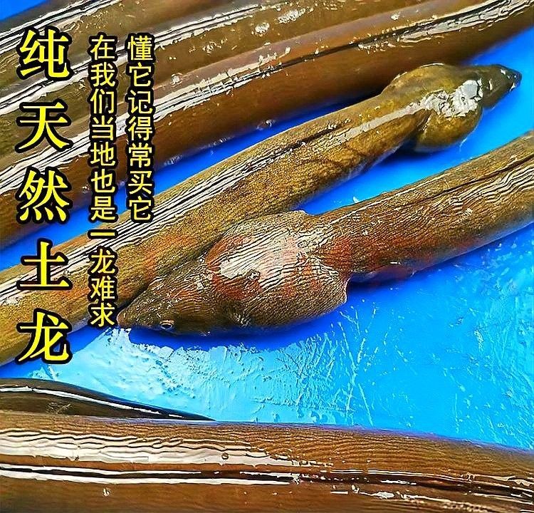 土龍魚粘液有營養嗎？（土龍的營養價值與功效）
