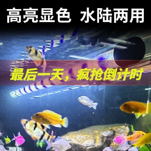 繁殖缸溫控和照明設備推薦（水族愛好者用于培育和繁殖魚類的專用容器推薦的溫控和照明設備）