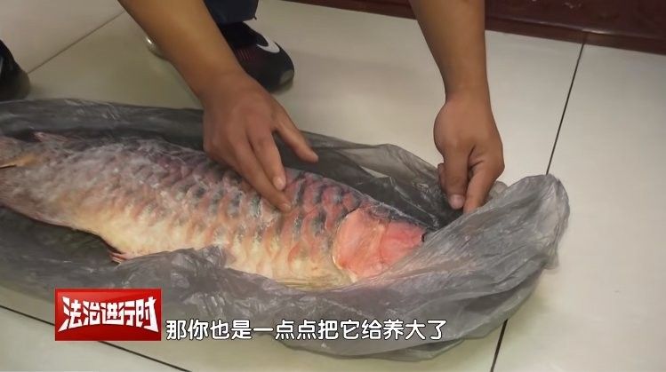 撫寧紅龍魚（撫寧紅龍魚市場價格是多少撫寧紅龍魚市場價格是多少）