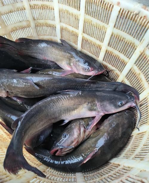 江西婺源什么魚有名