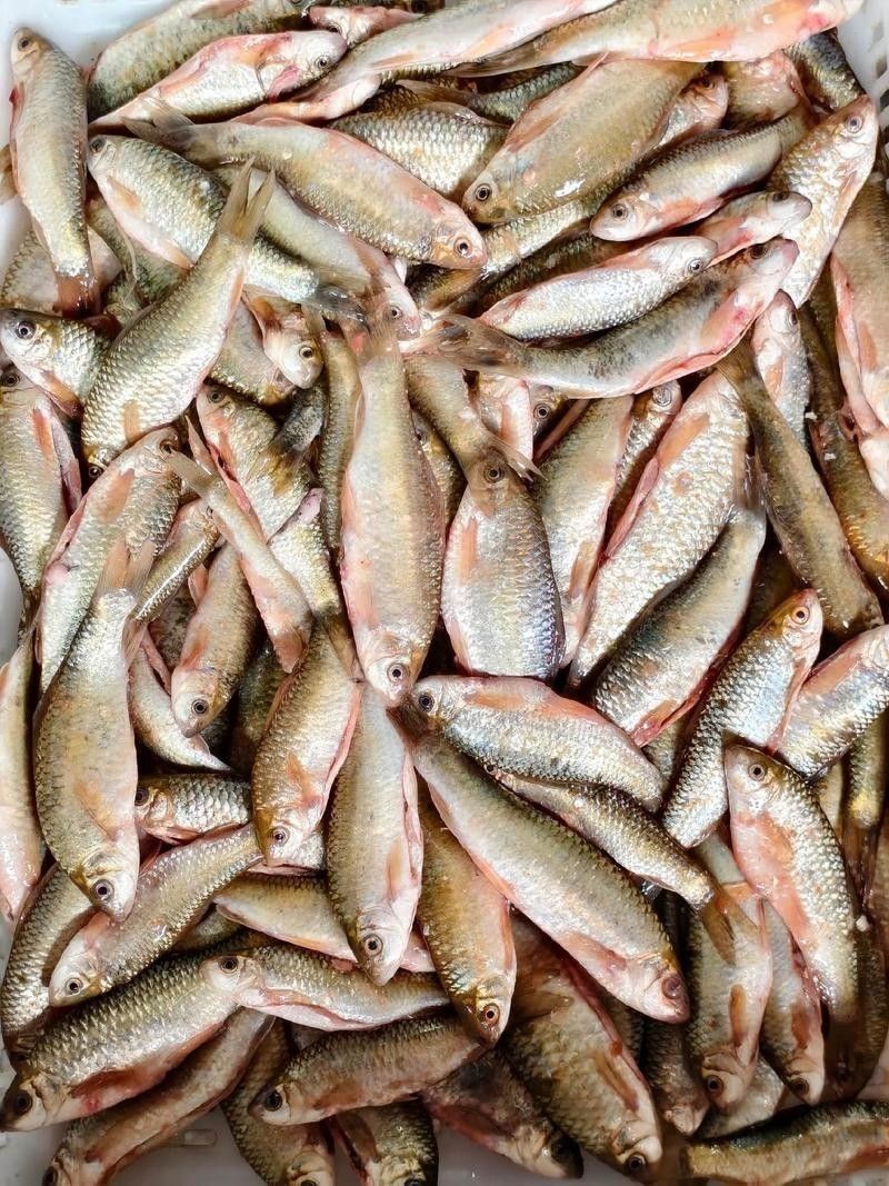 江西婺源什么魚有名