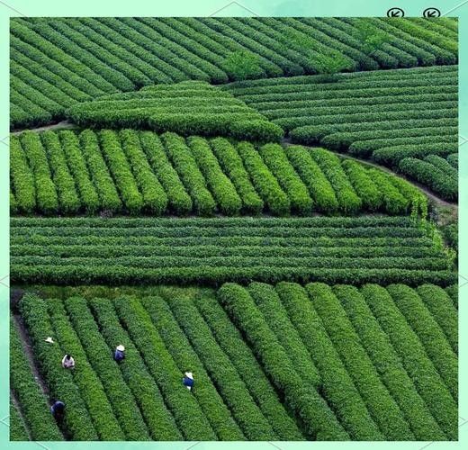 開化龍頂（開化龍頂茶是什么茶老任說三農(nóng)，茶江湖里的龍頂）