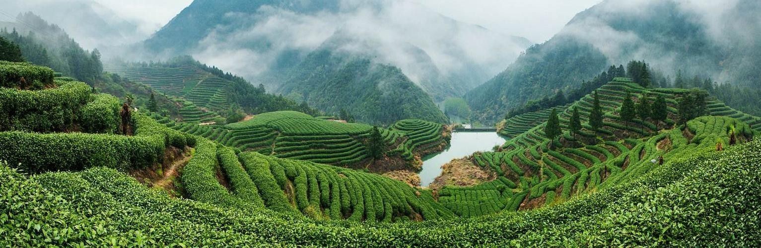 開化龍頂（開化龍頂茶是什么茶老任說三農(nóng)，茶江湖里的龍頂）