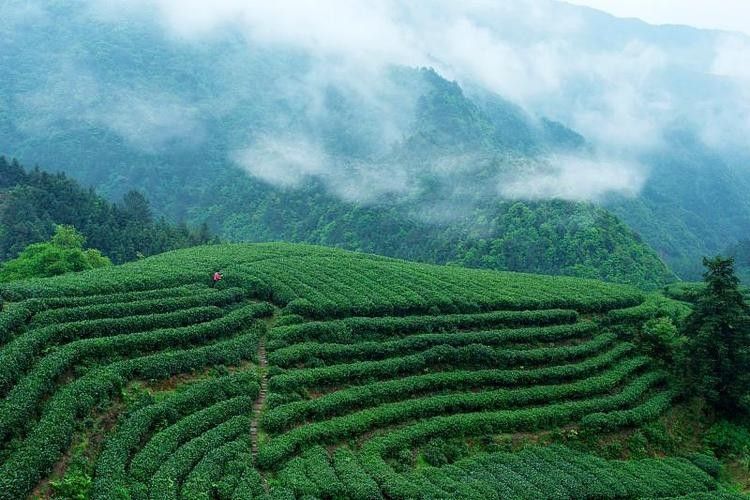 開化龍頂（開化龍頂茶是什么茶老任說三農(nóng)，茶江湖里的龍頂）