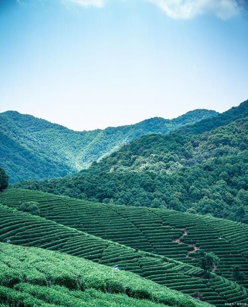 開化龍頂（開化龍頂茶是什么茶老任說三農(nóng)，茶江湖里的龍頂）