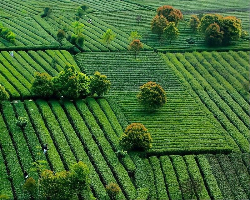 開化龍頂（開化龍頂茶是什么茶老任說三農(nóng)，茶江湖里的龍頂）