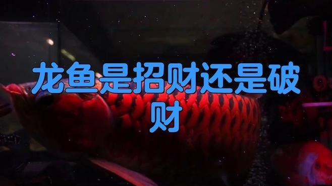 養龍魚是聚財還是破財（養龍魚是聚財還是破財？）