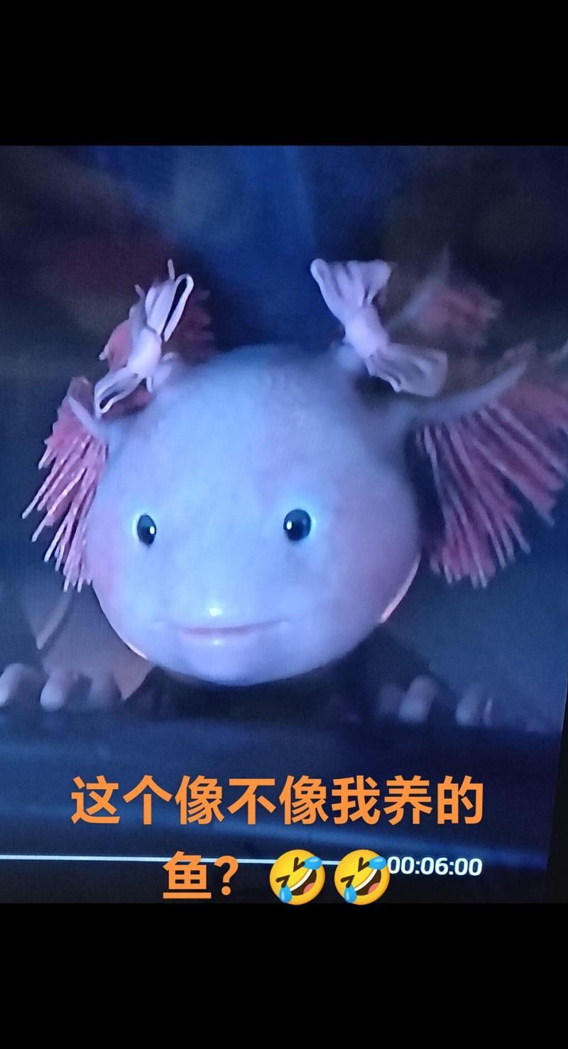 哪里可以找到更多六角恐龍魚進食視頻（六角恐龍魚進食視頻）