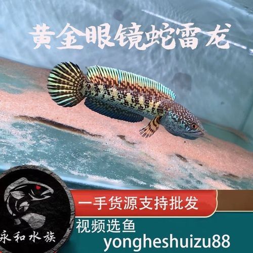 永和龍魚(yú)（永和龍魚(yú)是什么魚(yú)？）
