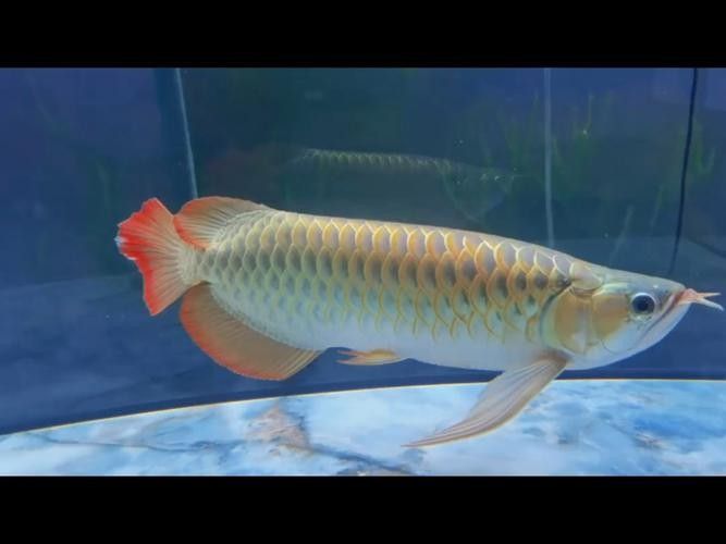 舟山哪個水族館龍魚好？祥龍魚場龍魚（祥龍魚場珠海分店） 舟山哪個水族館龍魚好？祥龍魚場龍魚（祥龍魚場珠海分店） 龍魚百科 第4張