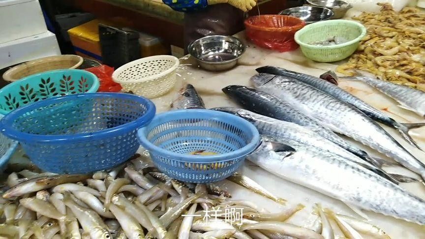 葵龍魚的市場價格（葵龍魚的市場價格波動） 葵龍魚的市場價格（葵龍魚的市場價格波動） 龍魚百科 第5張