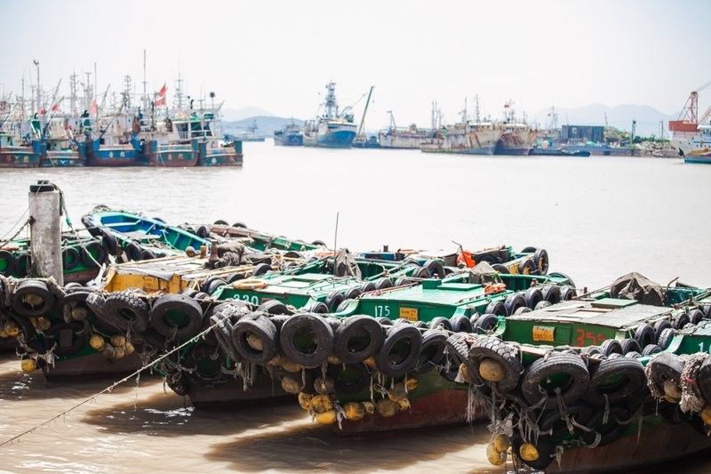 葵龍魚的市場價格（葵龍魚的市場價格波動） 葵龍魚的市場價格（葵龍魚的市場價格波動） 龍魚百科 第8張