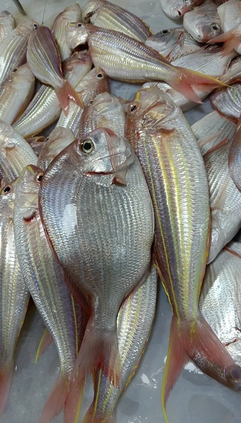 葵龍魚的市場價格（葵龍魚的市場價格波動） 葵龍魚的市場價格（葵龍魚的市場價格波動） 龍魚百科 第12張