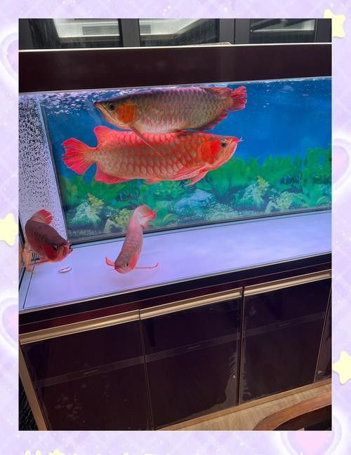 新民龍魚（新民龍魚養(yǎng)殖業(yè)開漁迎春新華網(wǎng)，新民龍魚養(yǎng)殖三招讓它們健康長壽）