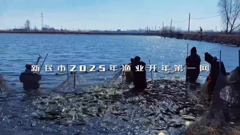 新民龍魚（新民龍魚養(yǎng)殖業(yè)開漁迎春新華網(wǎng)，新民龍魚養(yǎng)殖三招讓它們健康長壽）