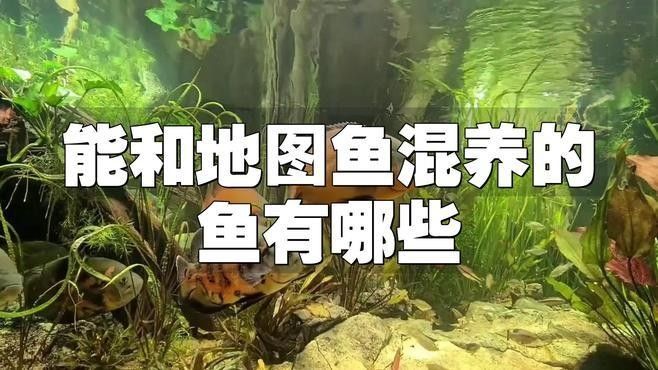 有哪些適合與地圖魚混養(yǎng)的魚？（地圖魚適合和哪些魚混養(yǎng)）