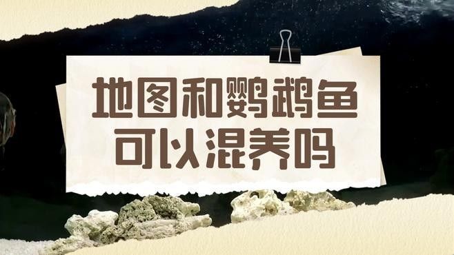 有哪些適合與地圖魚混養(yǎng)的魚？（地圖魚適合和哪些魚混養(yǎng)）