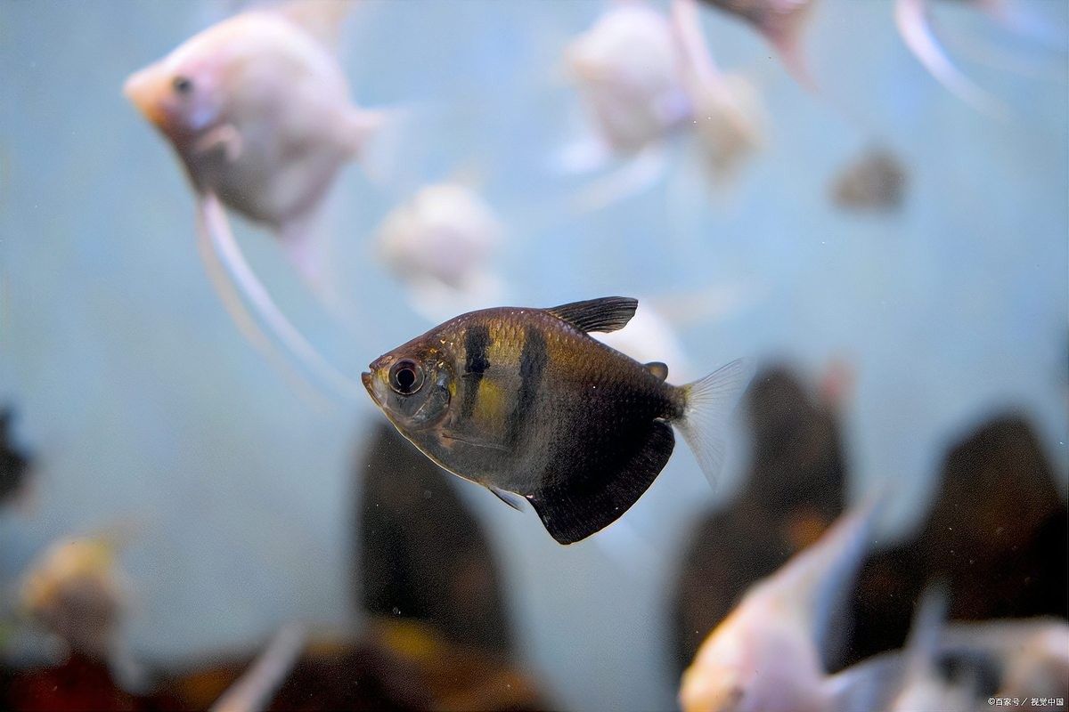 有哪些適合與地圖魚混養(yǎng)的魚？（地圖魚適合和哪些魚混養(yǎng)）