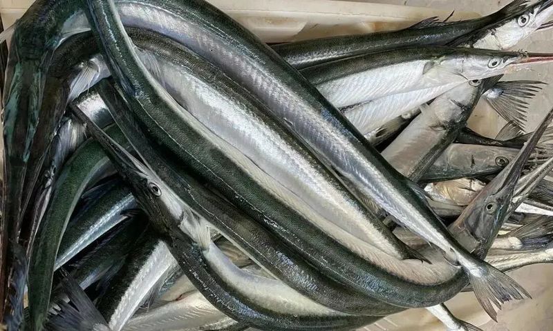 萊州人最喜歡的魚(萊州人鐘愛的美味,針良魚你嘗過嗎) 觀賞魚百科 第4張 萊州人最喜歡的魚(萊州人鐘愛的美味,針良魚你嘗過嗎) 萊州人最喜歡的魚(萊州人鐘愛的美味,針良魚你嘗過嗎) 觀賞魚百科 第4張