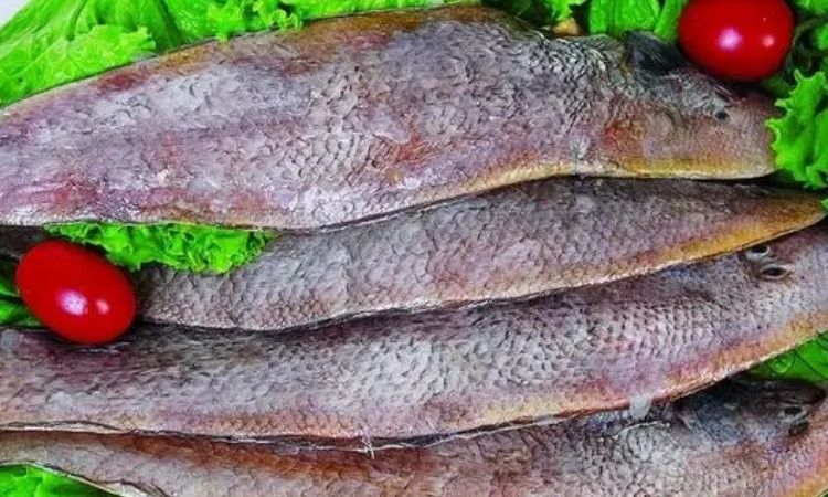 萊州人最喜歡的魚(萊州人鐘愛的美味,針良魚你嘗過嗎) 觀賞魚百科 第5張 萊州人最喜歡的魚(萊州人鐘愛的美味,針良魚你嘗過嗎) 萊州人最喜歡的魚(萊州人鐘愛的美味,針良魚你嘗過嗎) 觀賞魚百科 第5張