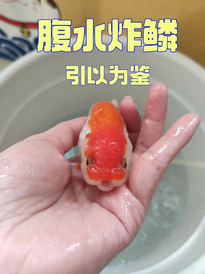 金魚腸炎腹水怎么治療（codexch魚腹水病怎么治療金魚腸炎腹水治療方法）