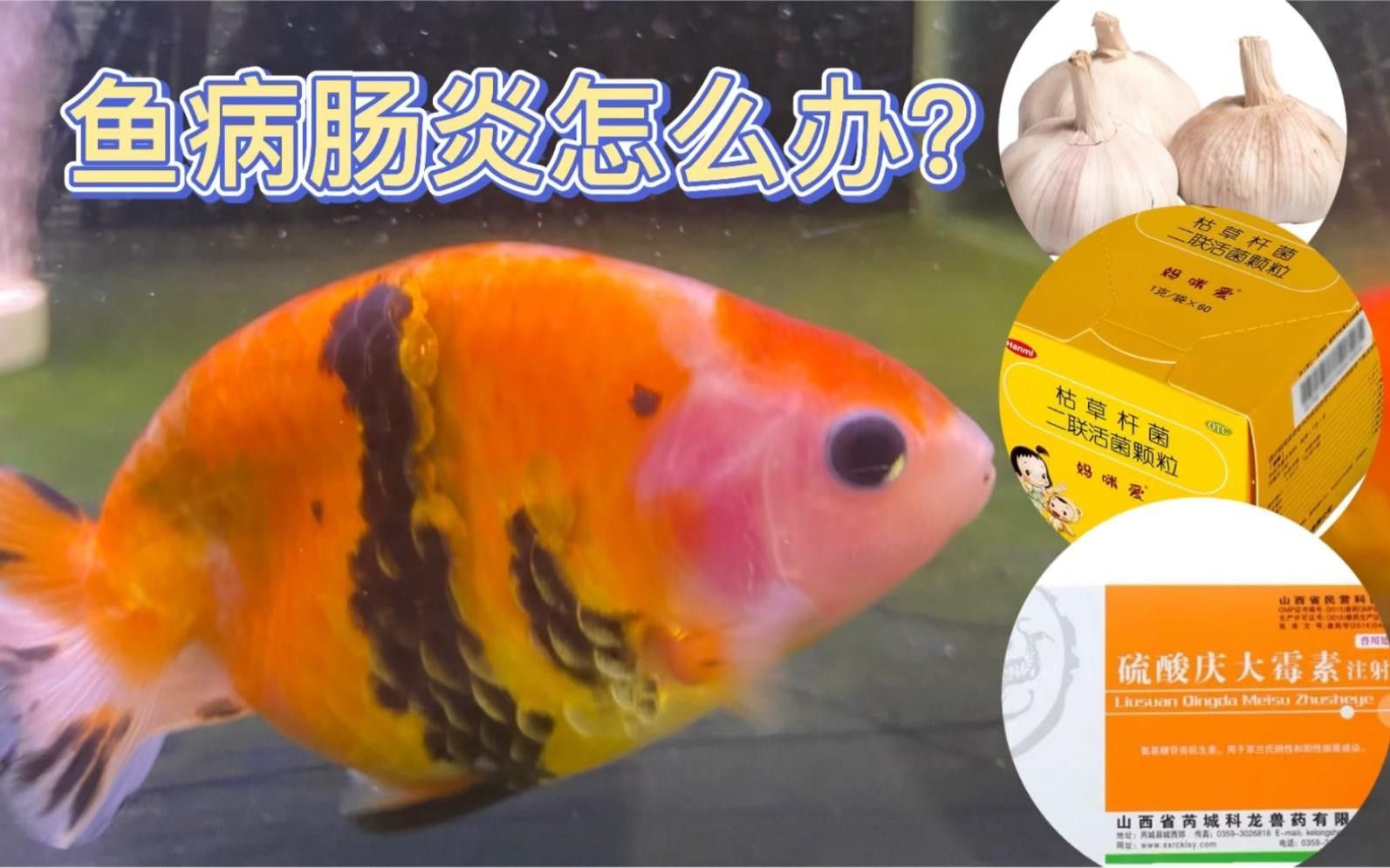 金魚腸炎腹水怎么治療（codexch魚腹水病怎么治療金魚腸炎腹水治療方法）