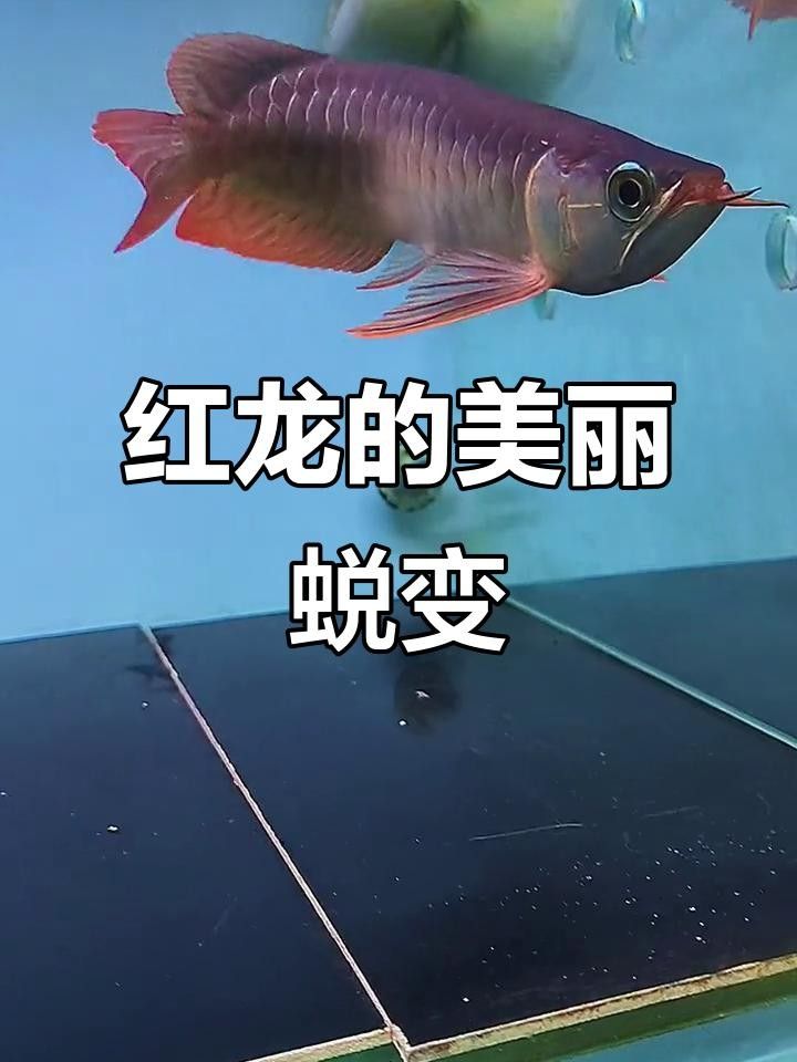 孟吉爾紅龍是改良嗎