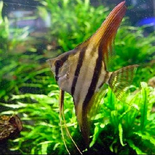 圣菲埃及魚品牌介紹