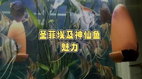 圣菲埃及魚品牌介紹