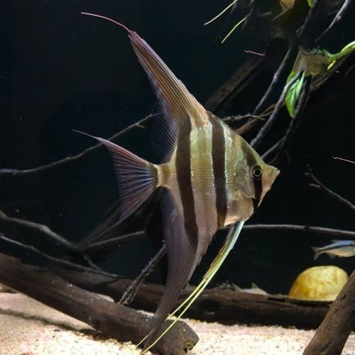 圣菲埃及魚品牌介紹