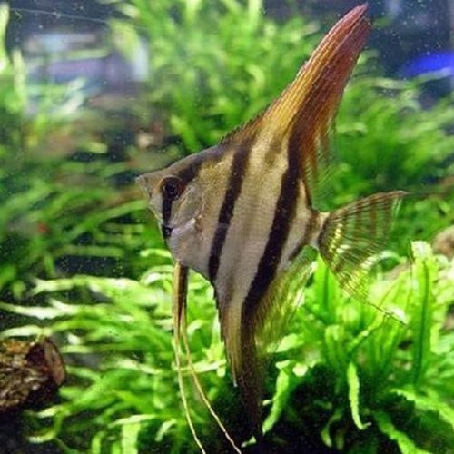 圣菲埃及魚品牌介紹