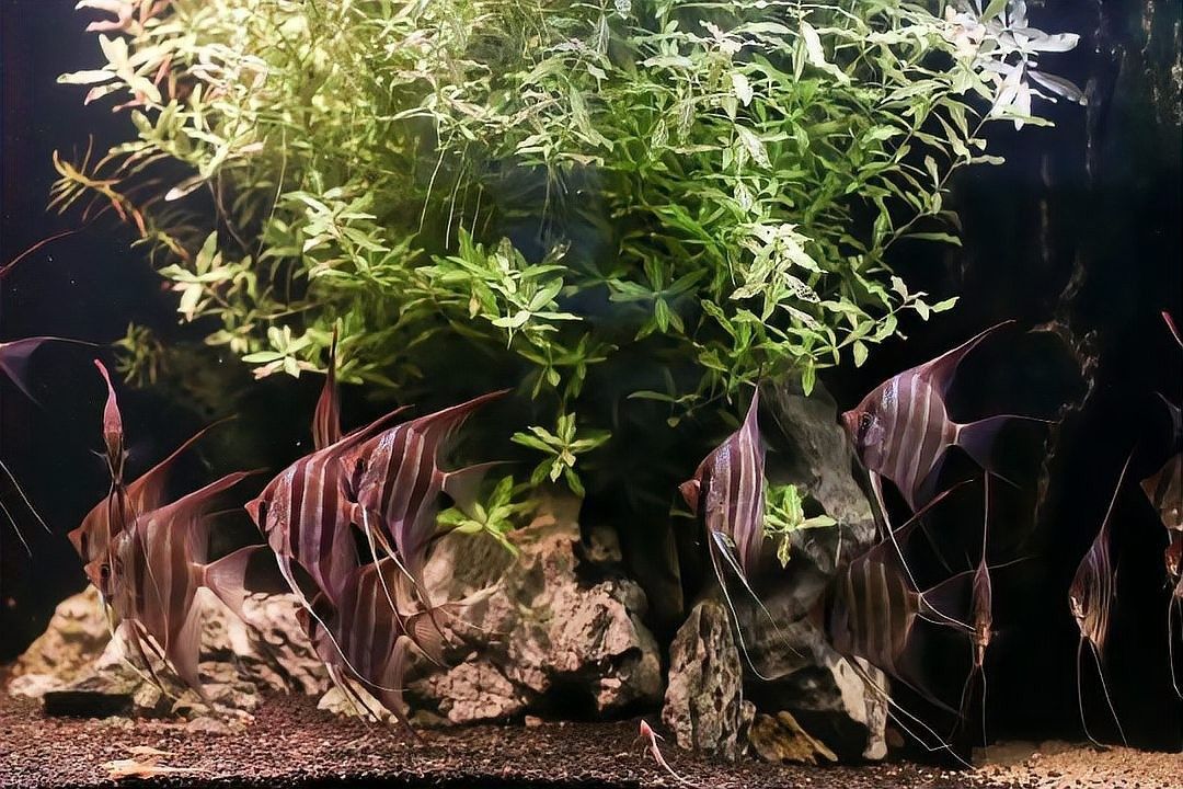 圣菲埃及魚品牌介紹