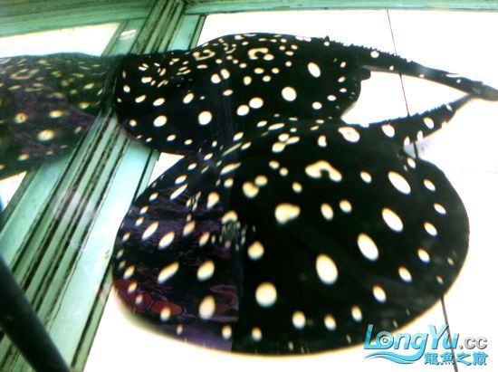 售黑白太空母魚二隻(32cm)(己售出20110412)（售黑白太空母魚二隻(32cm)）
