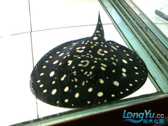 小紅龍魚飼料品牌推薦：小紅龍魚飼料品牌大全