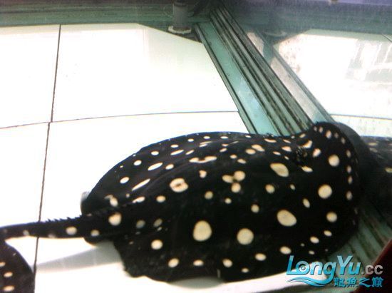 售黑白太空母魚二隻(32cm)(己售出20110412)（售黑白太空母魚二隻(32cm)）