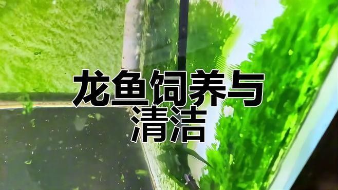 如何清洗水龍魚？