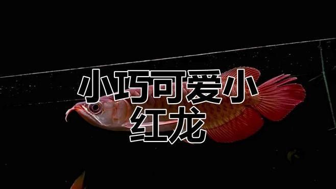 紅龍魚在印尼的捕撈情況（印尼紅龍魚的保護措施）