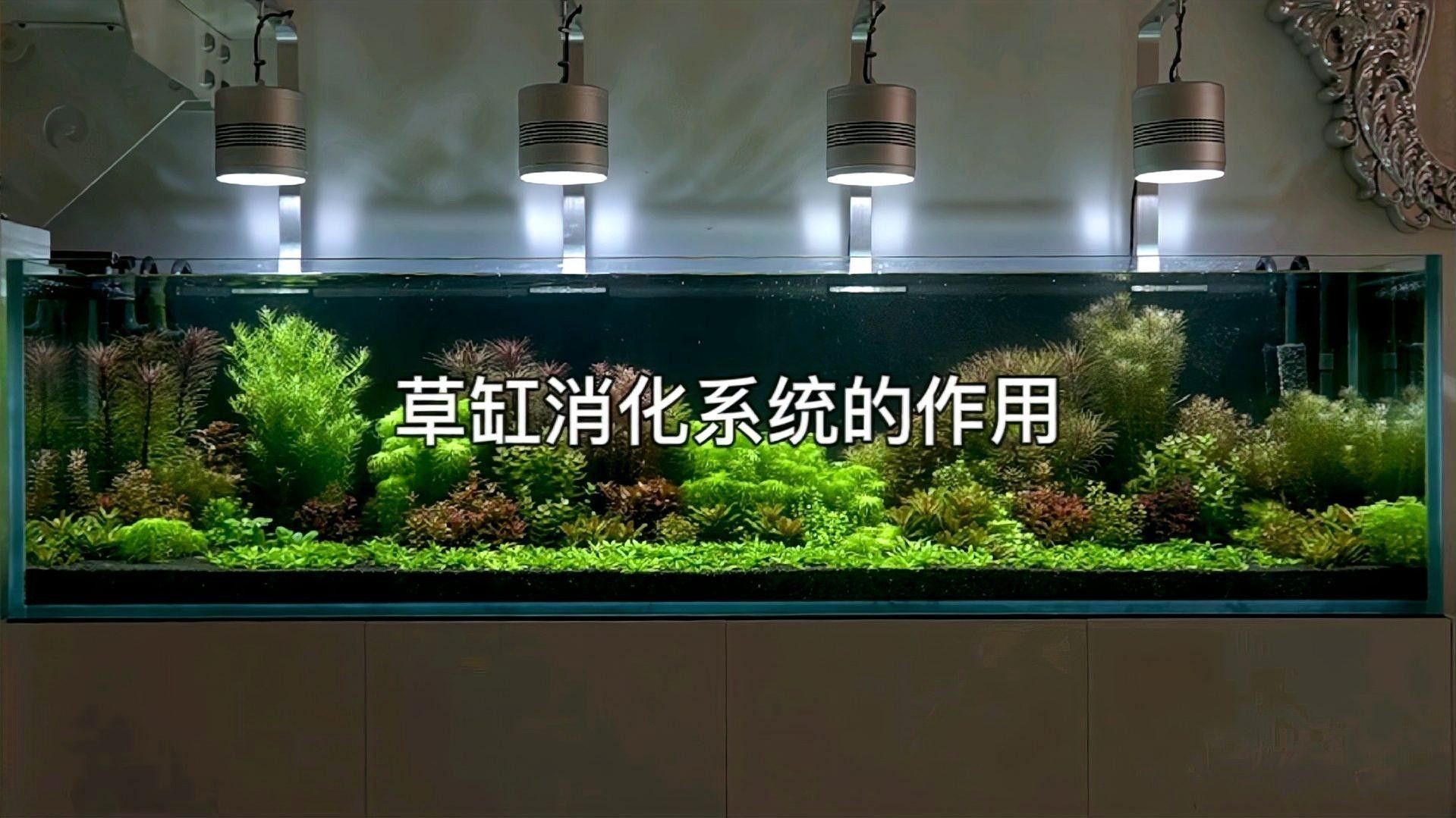 草缸中如何維護硝化系統？（如何維護草缸中硝化系統）