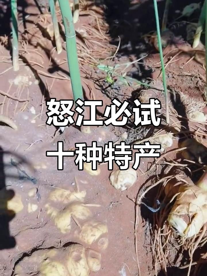 云南怒江州特產 云南怒江州特產 觀賞魚百科 第8張