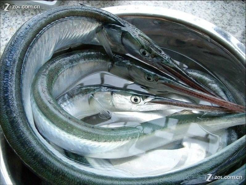萊州魚的品種（萊州魚的品種包括以下幾種萊州魚的品種及相關信息） 萊州魚的品種（萊州魚的品種包括以下幾種萊州魚的品種及相關信息） 觀賞魚百科 第6張
