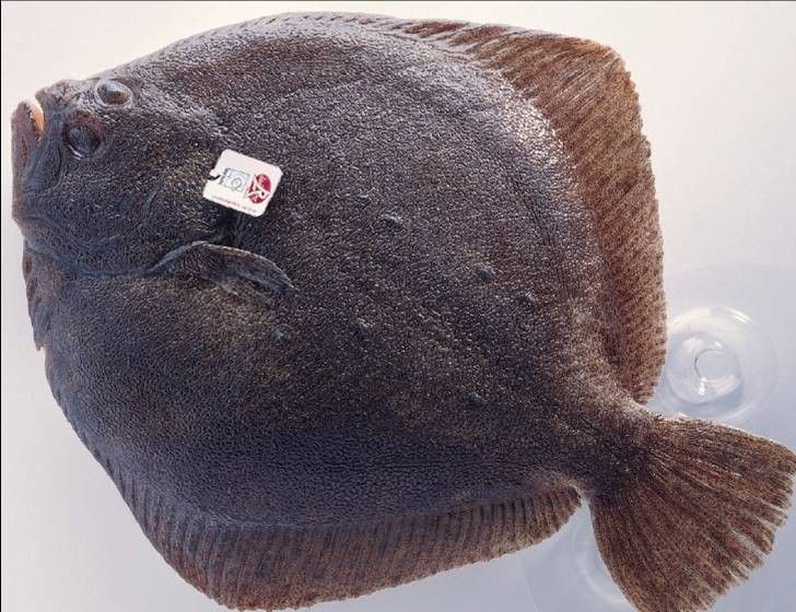 萊州魚的品種（萊州魚的品種包括以下幾種萊州魚的品種及相關信息） 萊州魚的品種（萊州魚的品種包括以下幾種萊州魚的品種及相關信息） 觀賞魚百科 第7張
