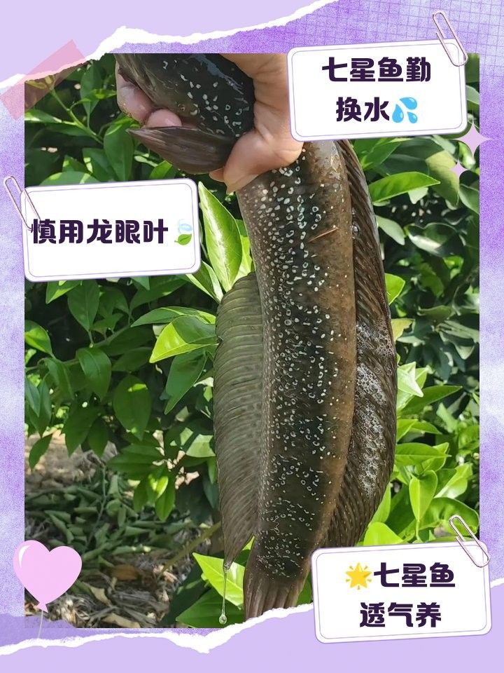 七星魚（七星魚在哪些地區常見的烹飪方法）