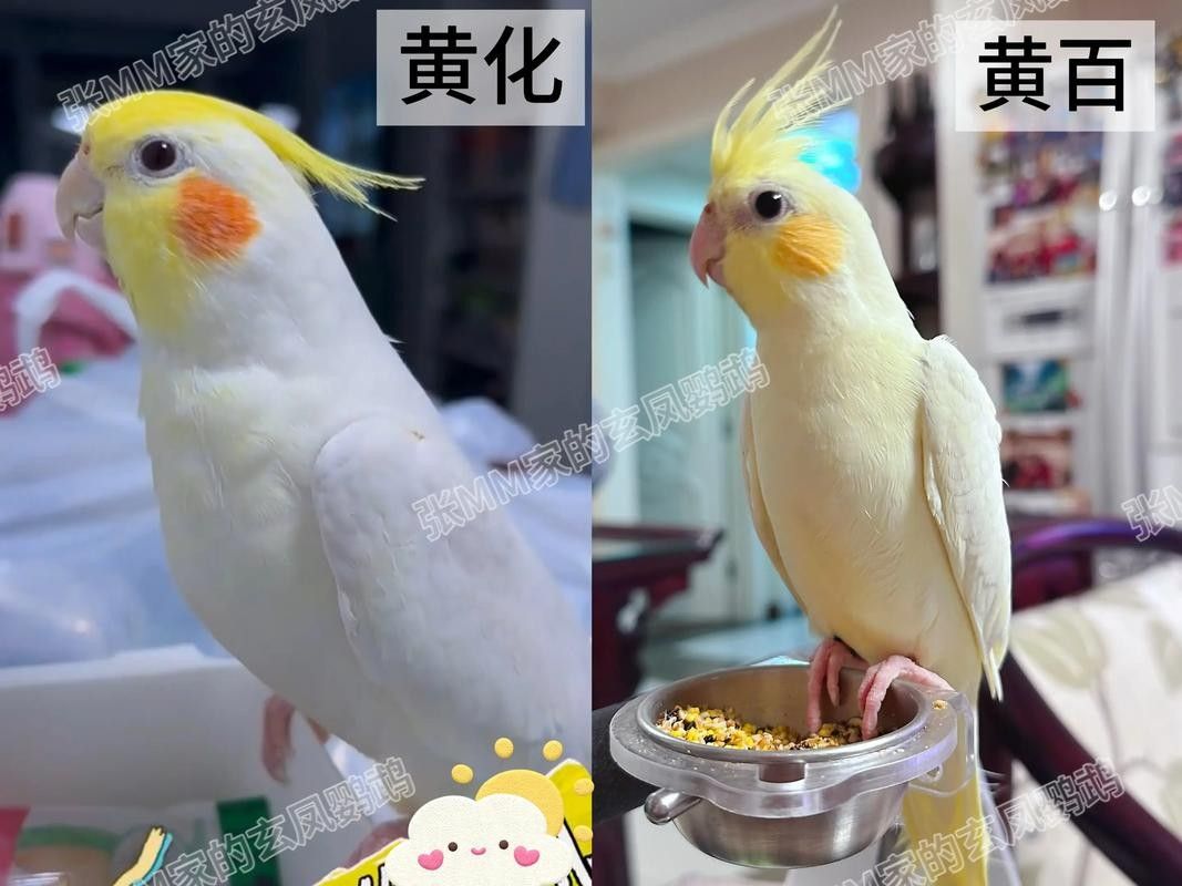 黃化黑眼與紅眼哪個(gè)好
