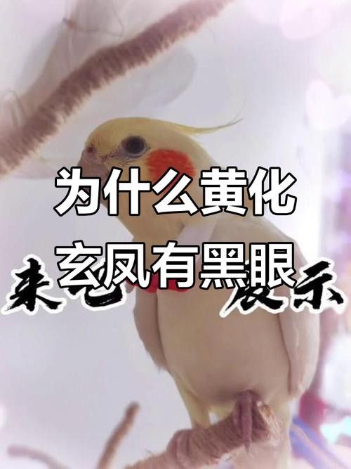 黃化黑眼與紅眼哪個(gè)好