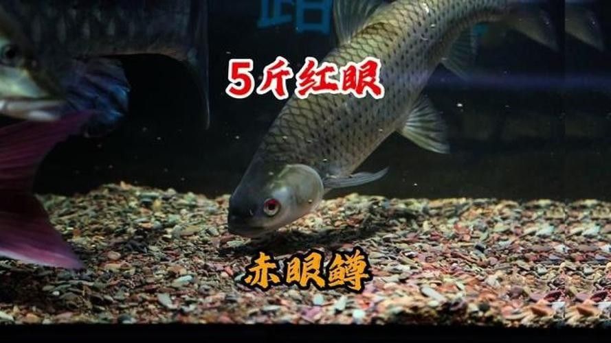 黃化黑眼與紅眼哪個(gè)好