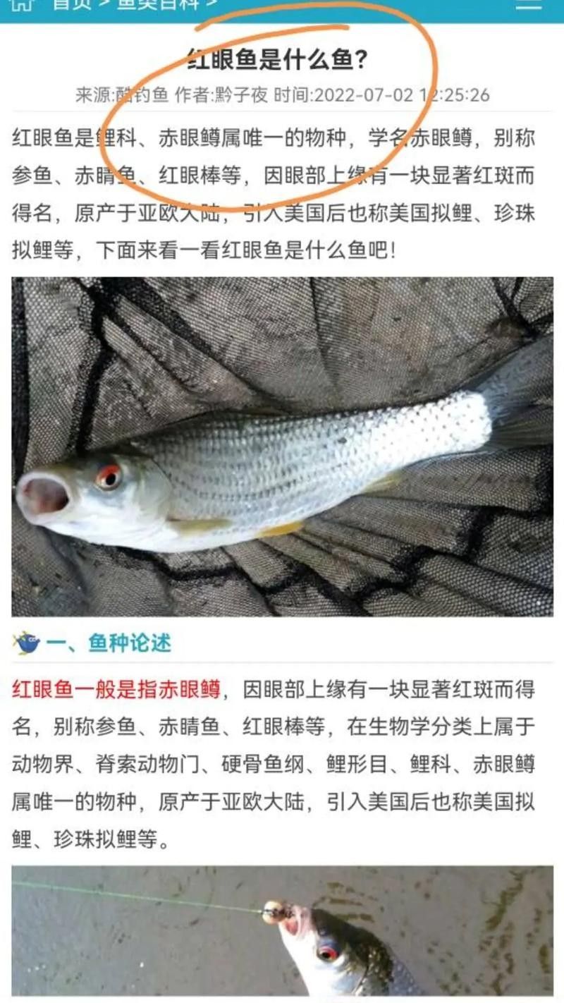 黃化黑眼與紅眼哪個(gè)好