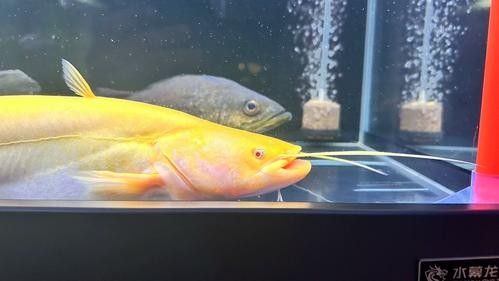 黃化黑眼與紅眼哪個(gè)好