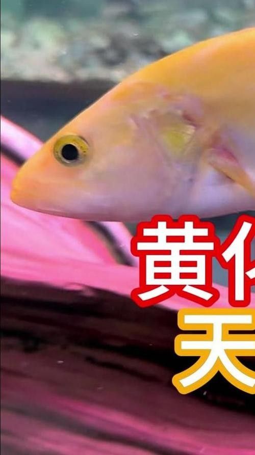 黃化黑眼與紅眼哪個(gè)好